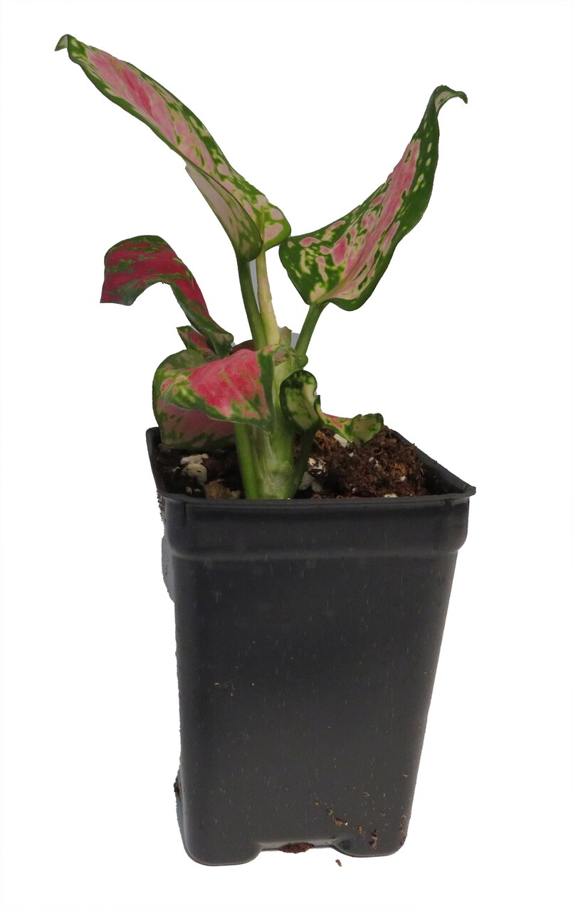 Diamond Red Chinese Evergreen Plant - Aglaonema - Low Light - 2.5" Pot
